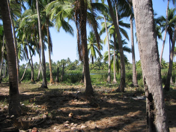 palms and lagoon
